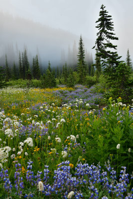 WA - Mount Rainier NP - Foggy Flower Field 6.jpg