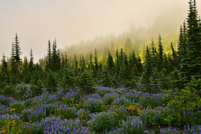 WA - Mount Rainier NP - Foggy Flower Field 7.jpg