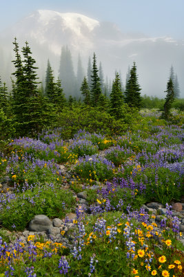 WA - Mount Rainier NP - Foggy Flower Field 9.jpg