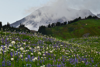 WA - Mount Rainier NP - Lupine Field 3.jpg