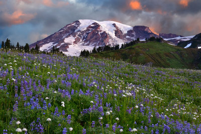 WA - Mount Rainier NP - Lupine Field Sunrise Colors.jpg