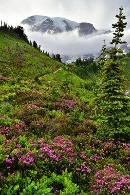 WA - Mount Rainier NP - Mountain Heather Field 1.jpg