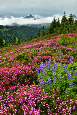 WA - Mount Rainier NP - Tatoosh Range Mountain Heather Field 2.jpg