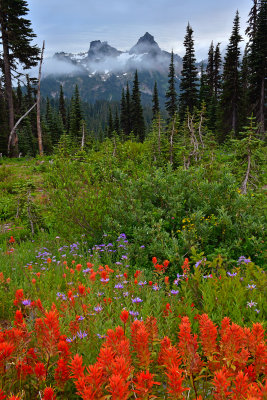 WA - Mount Rainier NP - Tatoosh Range Paintbrush & Asters.jpg
