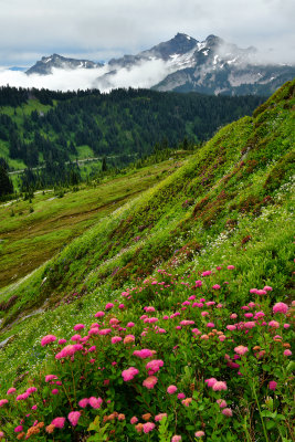 WA - Mount Rainier NP - Tatoosh Range Rosey Spirea Flowers.jpg