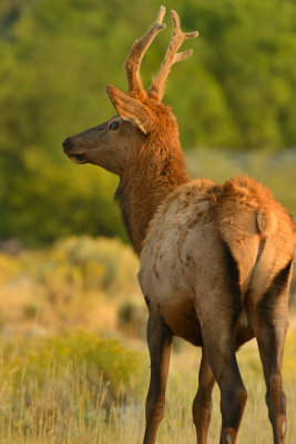 Adolescent Bull Elk - Yellowstone NP.jpg