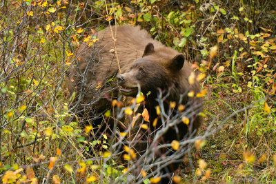 Black Bear - Grand Teton NP.jpg