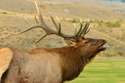 Bull Elk - Yellowstone NP 1.jpg