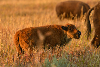 Buffalo Baby Buffalo - Grand Teton NP.jpg
