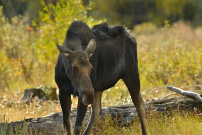 Moose Cow - Grand Teton NP 2.jpg