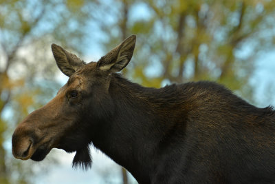 Moose Cow - Grand Teton NP 3.jpg
