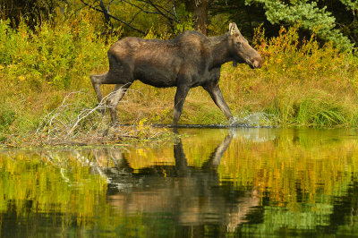 Moose Cow - Grand Teton NP 4.jpg