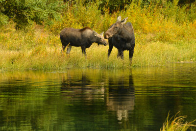 Moose Mom & Baby - Grand Teton NP 1.jpg