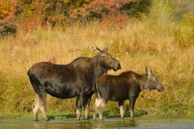 Moose Mom & Baby - Grand Teton NP 2.jpg
