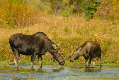 Moose Mom & Baby - Grand Teton NP 3.jpg