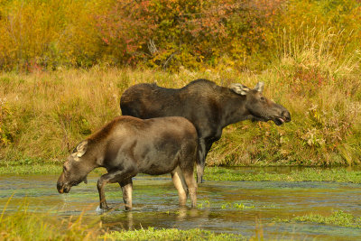 Moose Mom & Baby - Grand Teton NP 4.jpg
