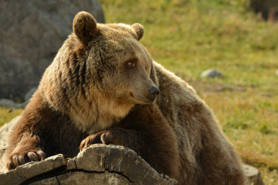Grizzly Bear - Near Yellowstone NP 10.jpg