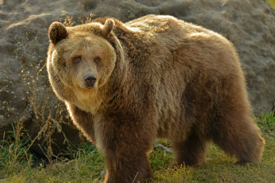 Grizzly Bear - Near Yellowstone NP 11.jpg