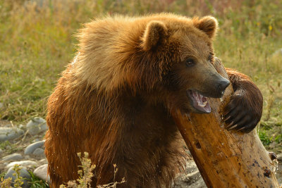 Grizzly Bear - Near Yellowstone NP 12.jpg