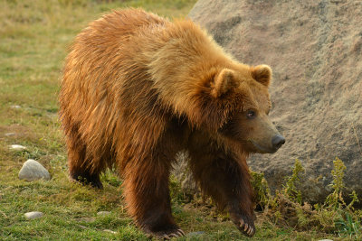 Grizzly Bear - Near Yellowstone NP 13.jpg