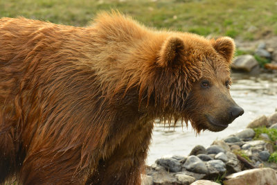 Grizzly Bear - Near Yellowstone NP 14.jpg