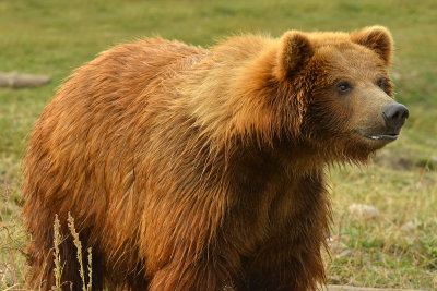 Grizzly Bear - Near Yellowstone NP 15.jpg