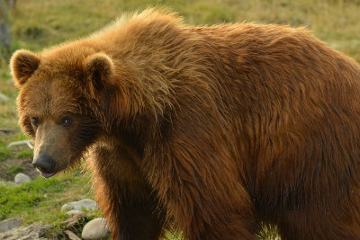 Grizzly Bear - Near Yellowstone NP 16.jpg