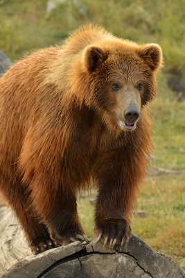 Grizzly Bear - Near Yellowstone NP 17.jpg