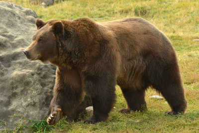 Grizzly Bear - Near Yellowstone NP 2.jpg