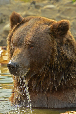 Grizzly Bear - Near Yellowstone NP 3.jpg