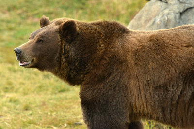 Grizzly Bear - Near Yellowstone NP 4.jpg