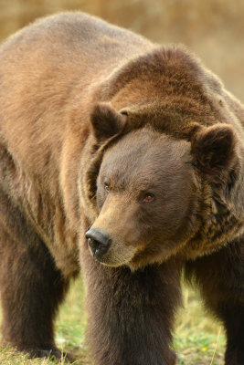 Grizzly Bear - Near Yellowstone NP 5.jpg