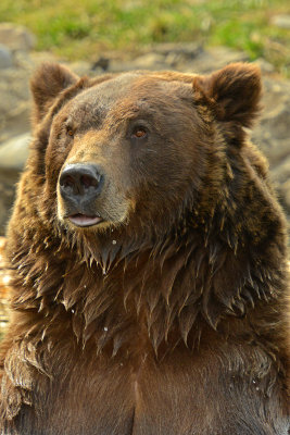 Grizzly Bear - Near Yellowstone NP 6.jpg