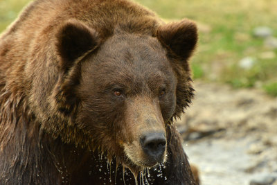 Grizzly Bear - Near Yellowstone NP 7.jpg
