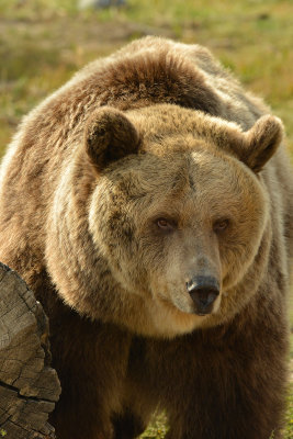 Grizzly Bear - Near Yellowstone NP 9.jpg