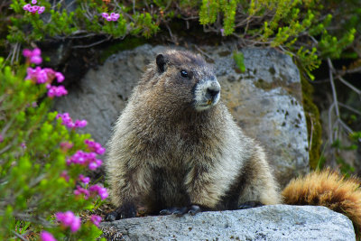 Marmot - Mount Rainier NP 1.jpg