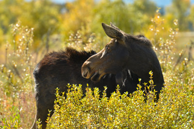Moose Cow - Grand Teton NP 1.jpg