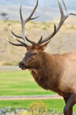 Bull Elk - Yellowstone NP 3.jpg