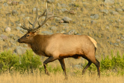 Bull Elk - Yellowstone NP 4.jpg
