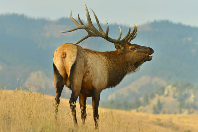 Bull Elk - Yellowstone NP 5.jpg