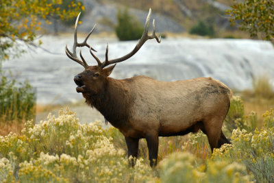Bull Elk - Yellowstone NP 6.jpg