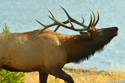 Bull Elk - Yellowstone NP 7.jpg