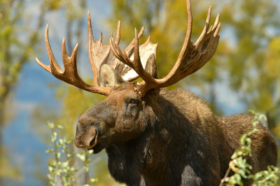 Bull Moose - Grand Teton NP 1.jpg