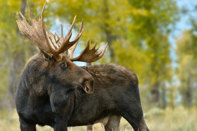 Bull Moose - Grand Teton NP 2.jpg