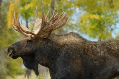 Bull Moose - Grand Teton NP 3.jpg