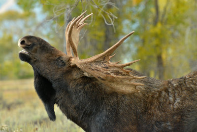 Bull Moose - Grand Teton NP 4.jpg