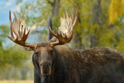 Bull Moose - Grand Teton NP 5.jpg