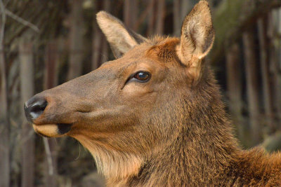Female Elk - Yellowstone NP 1.jpg