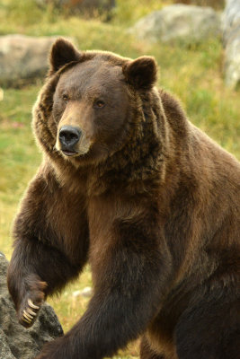 Grizzly Bear - Near Yellowstone NP 1.jpg