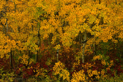 MT - Glacier NP Aspen Treescape 1.jpg